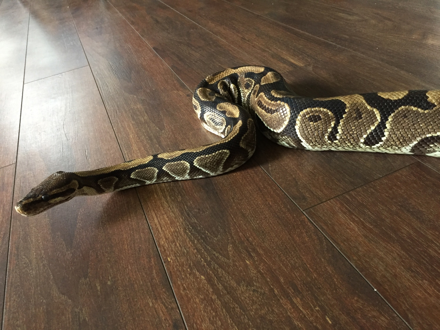 Glossy Ball Python by Blood Moon Boas