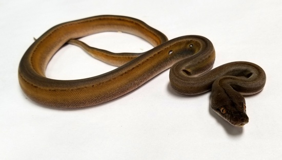 Titanium Reticulated Python by Prehistoric Pets