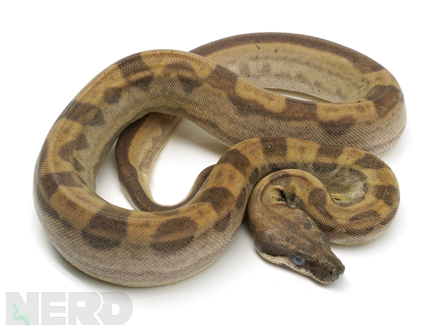 Ghost Motley Boa Constrictor by New England Reptile Distributors