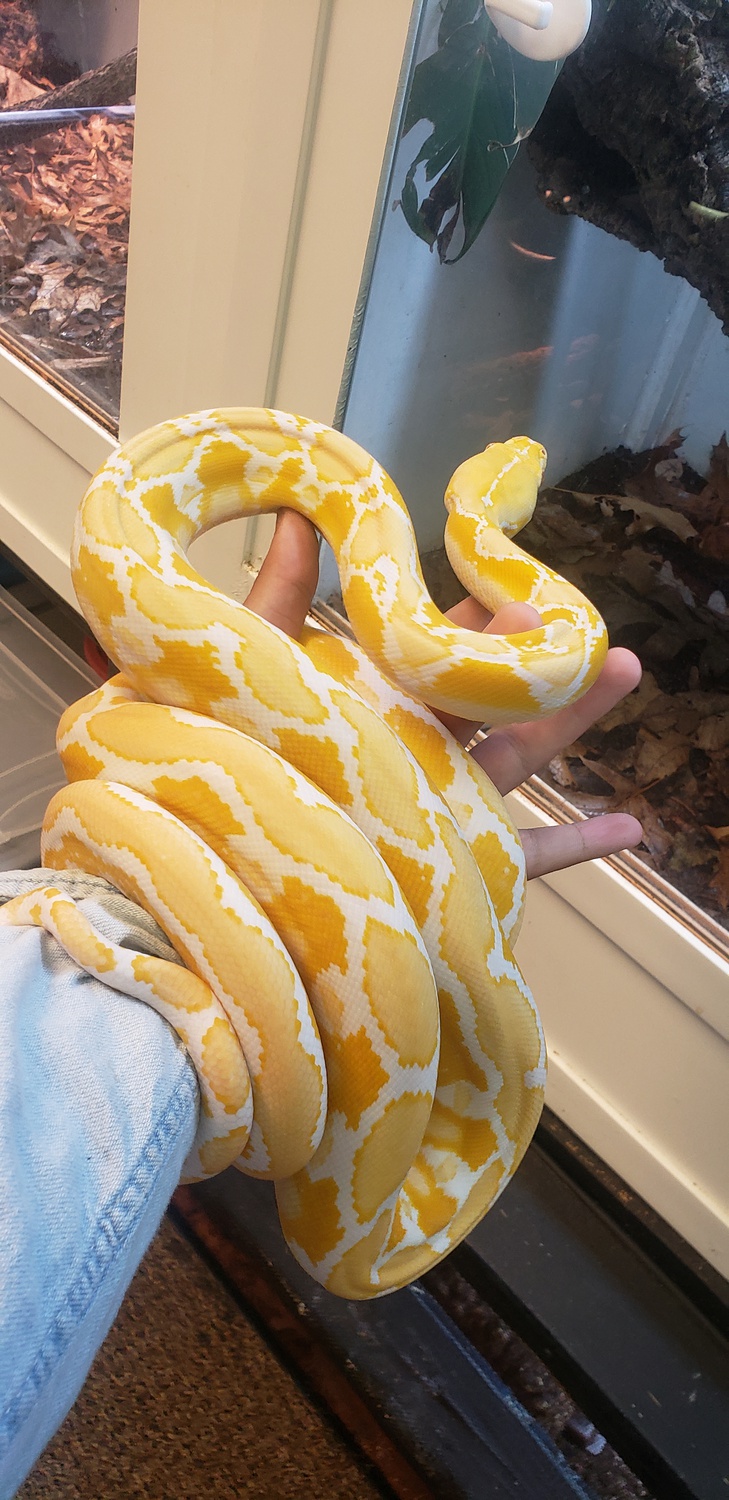 White Albino Reticulated Python by AJM Reptiles