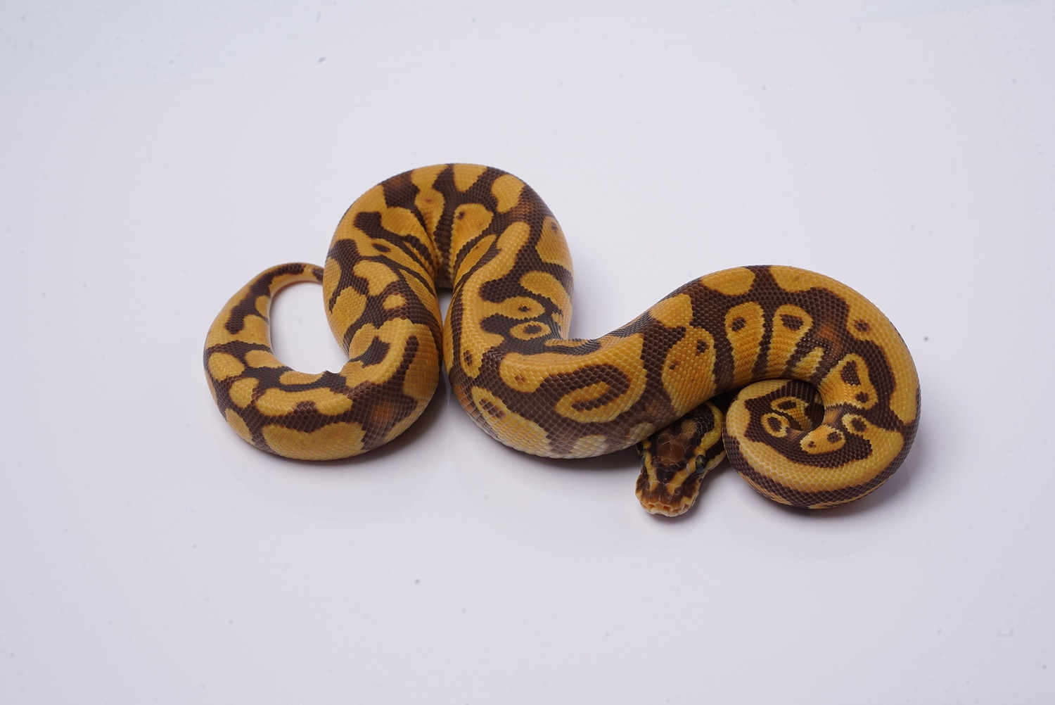 Enchi Pastel Yellow Belly Monarch 50%Het Pied Ball Python by Best Dressed Balls