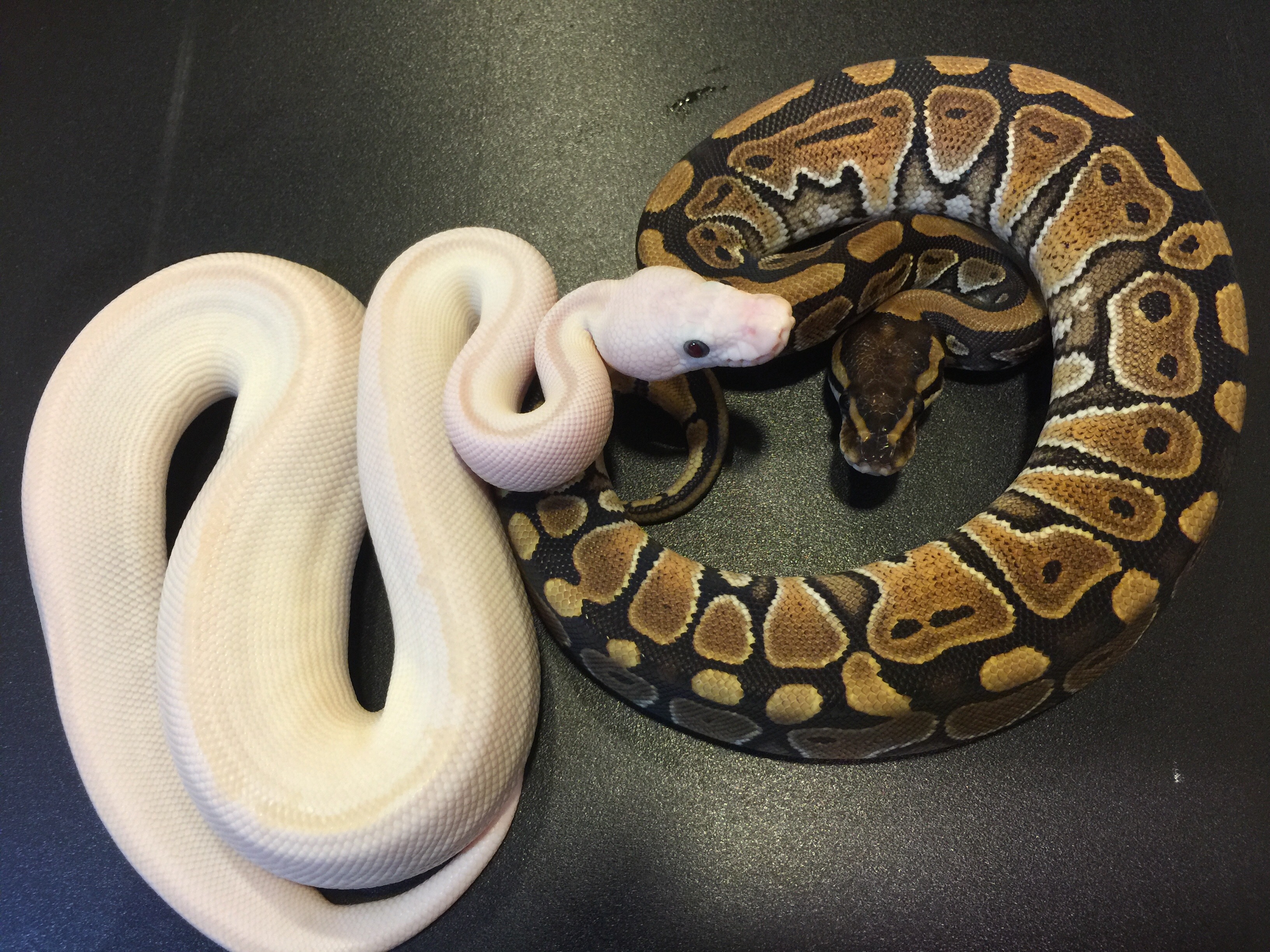 White Diamond Ball Python by Nicebalz Snakes