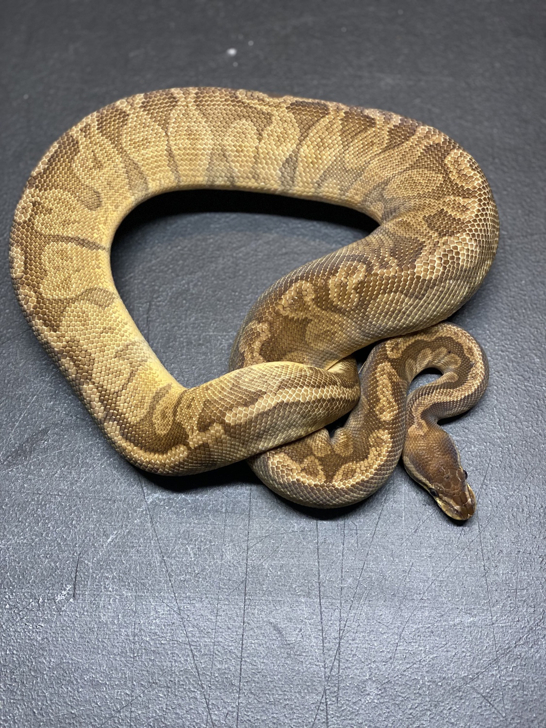 Sunset Ball Python by Bearded Brothers Exotics