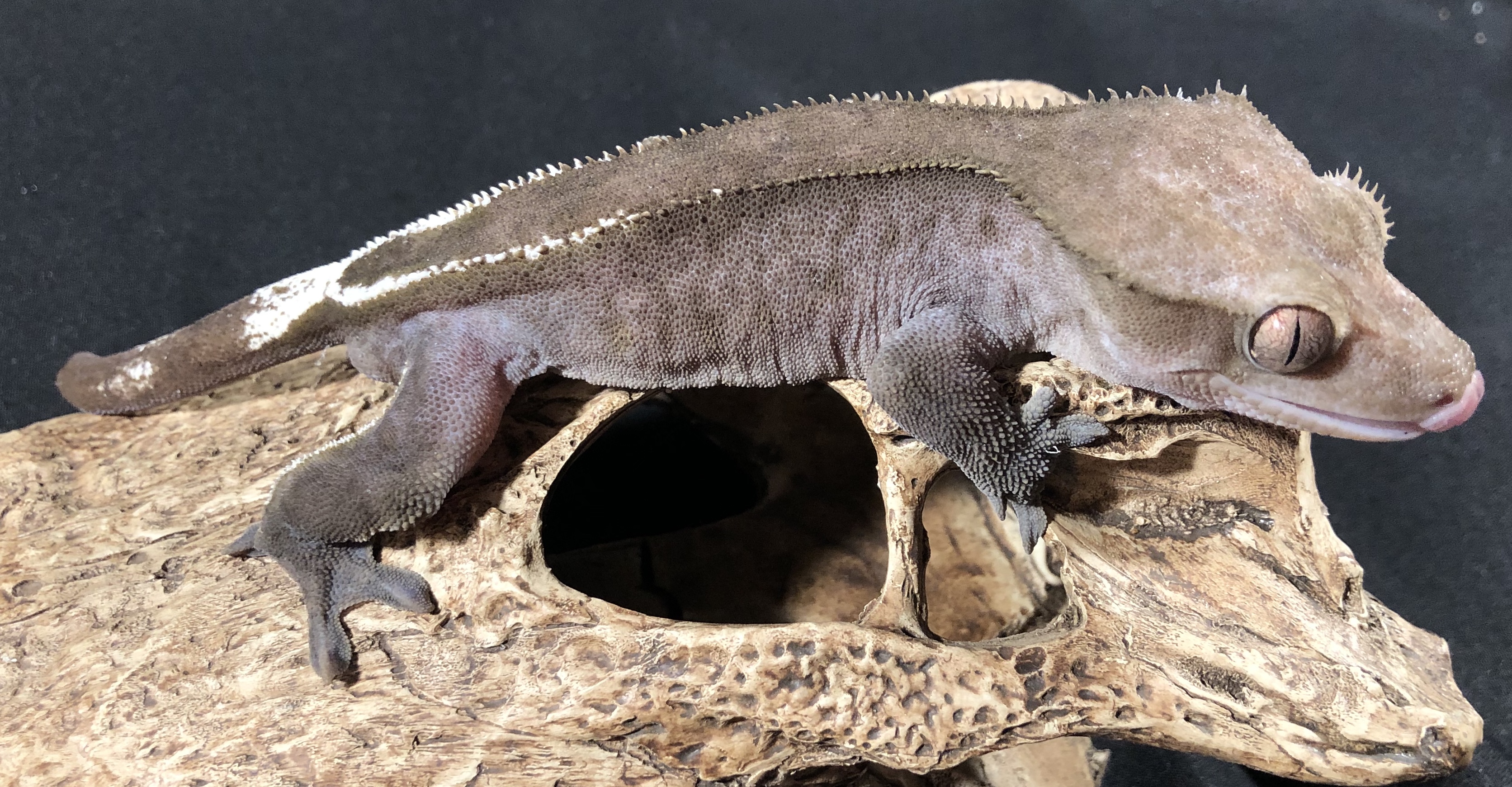 Proven Male Axanthic Crested Gecko by Jersey's Exotic Reptile Keepers