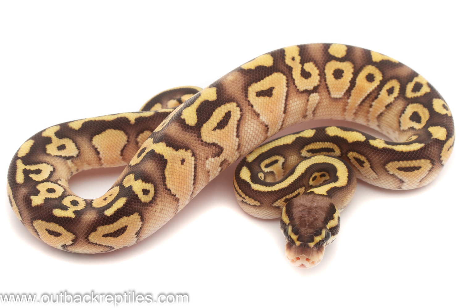 Pastel Lesser Red Stripe Ball Python by Outback Reptiles