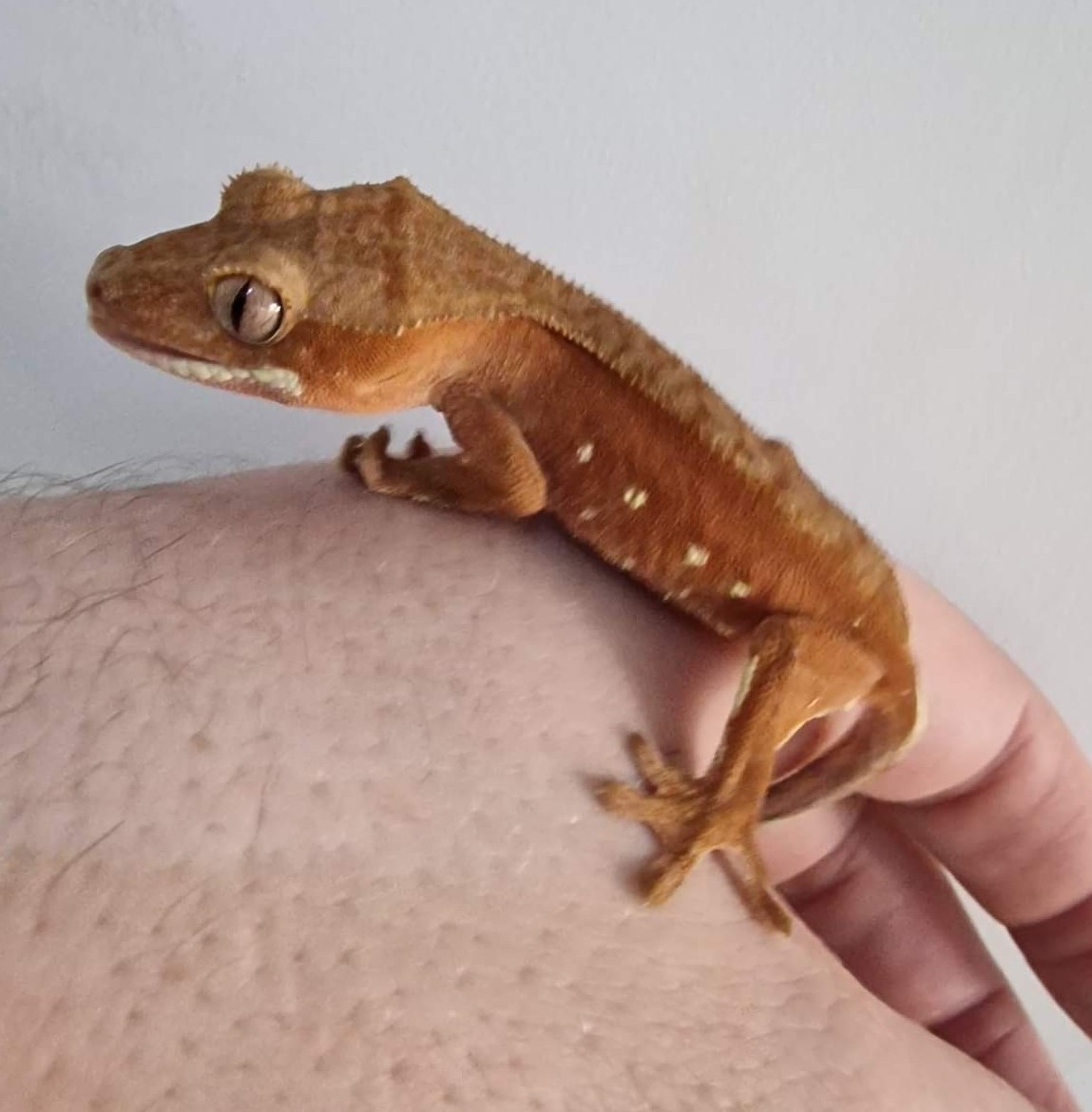 Red With Portholes Crested Gecko by Reptasia Pet Centre