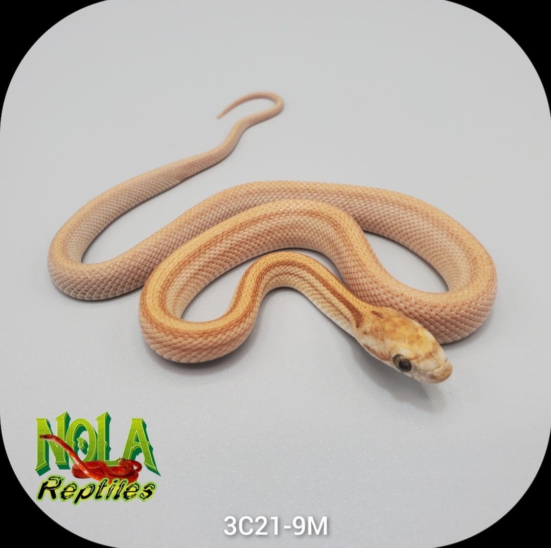 Amber Stripe by NOLA Reptiles