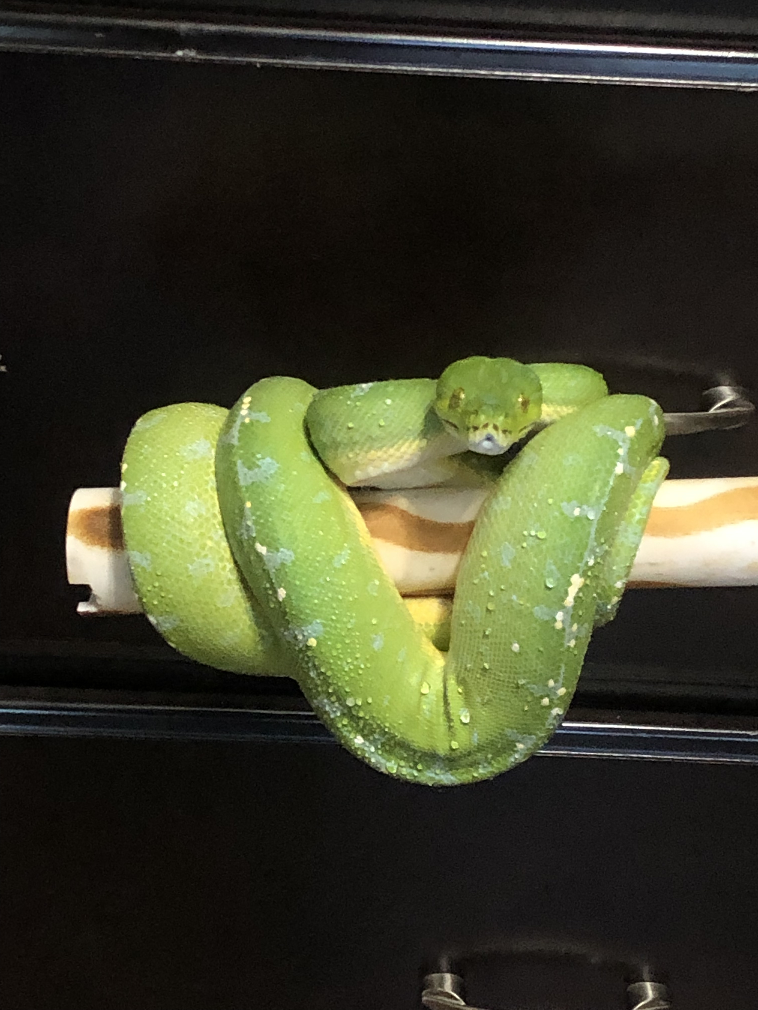Sorong Green Tree Python by Snake Rattle and Roll
