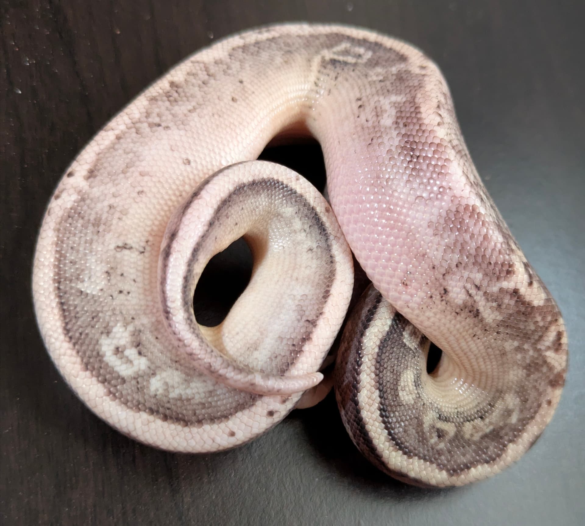 Sandblast - help needed - Ball Pythons - MorphMarket Reptile Community