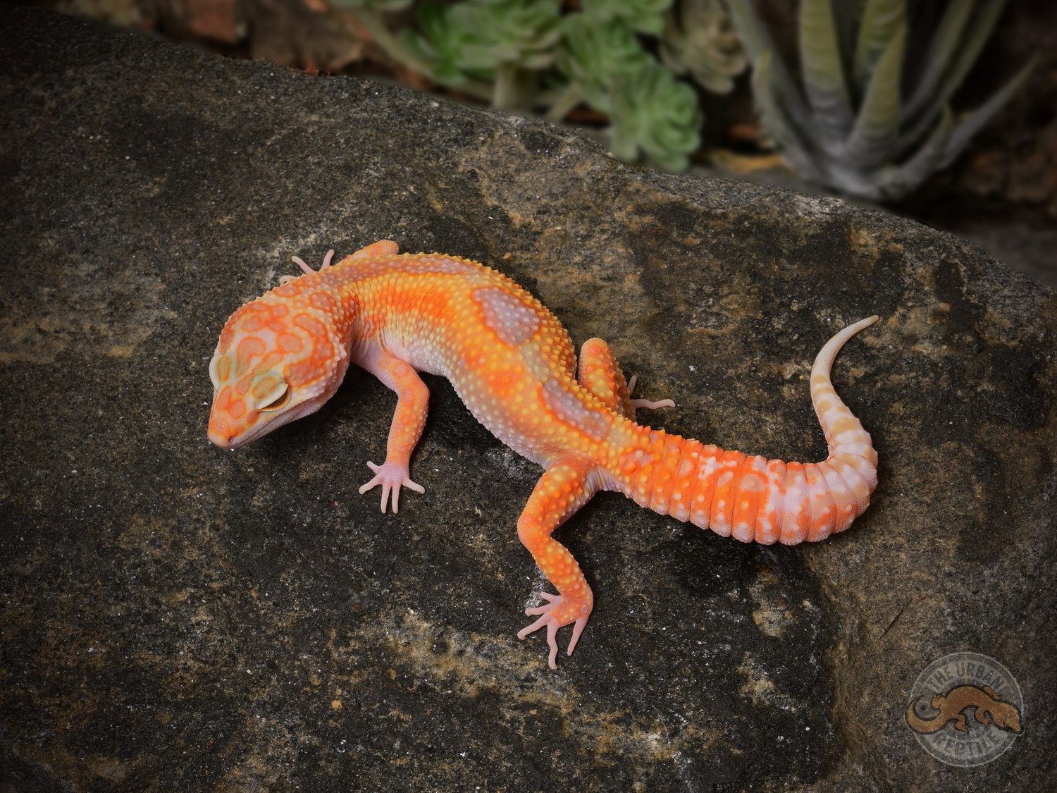 White & Yellow Tremper GIANT Jungle Leopard Gecko by The Urban Reptile