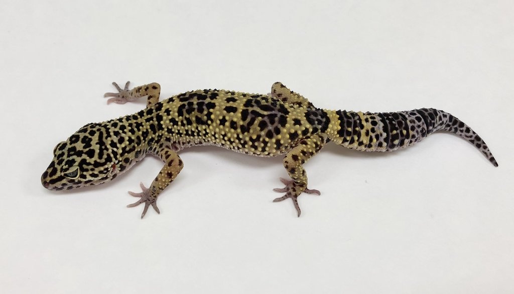 Dark Normal Leopard Gecko by BHB Reptiles