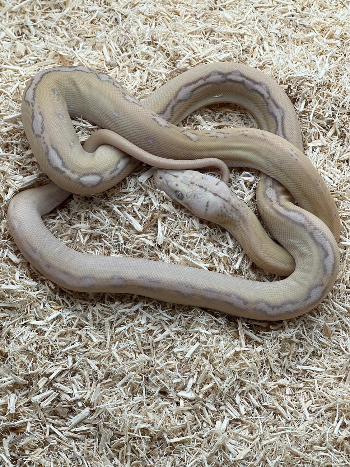 Snow Goldenchild Sunfire Reticulated Python by Prehistoric Pets