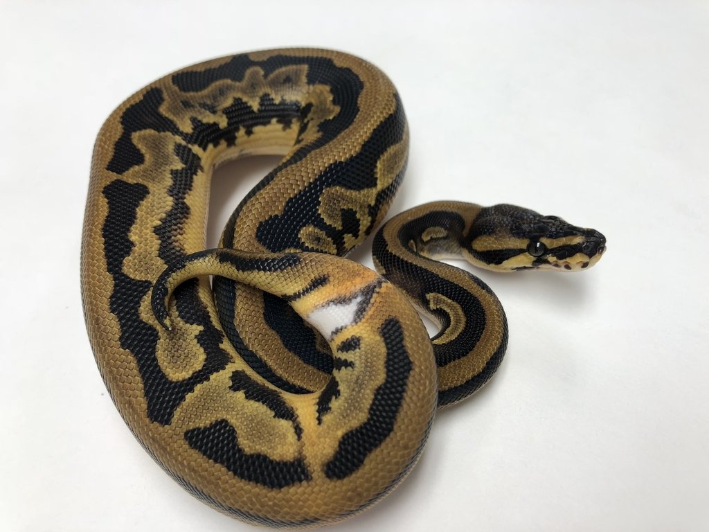 Leopard Pied Ball Python by BHB Reptiles