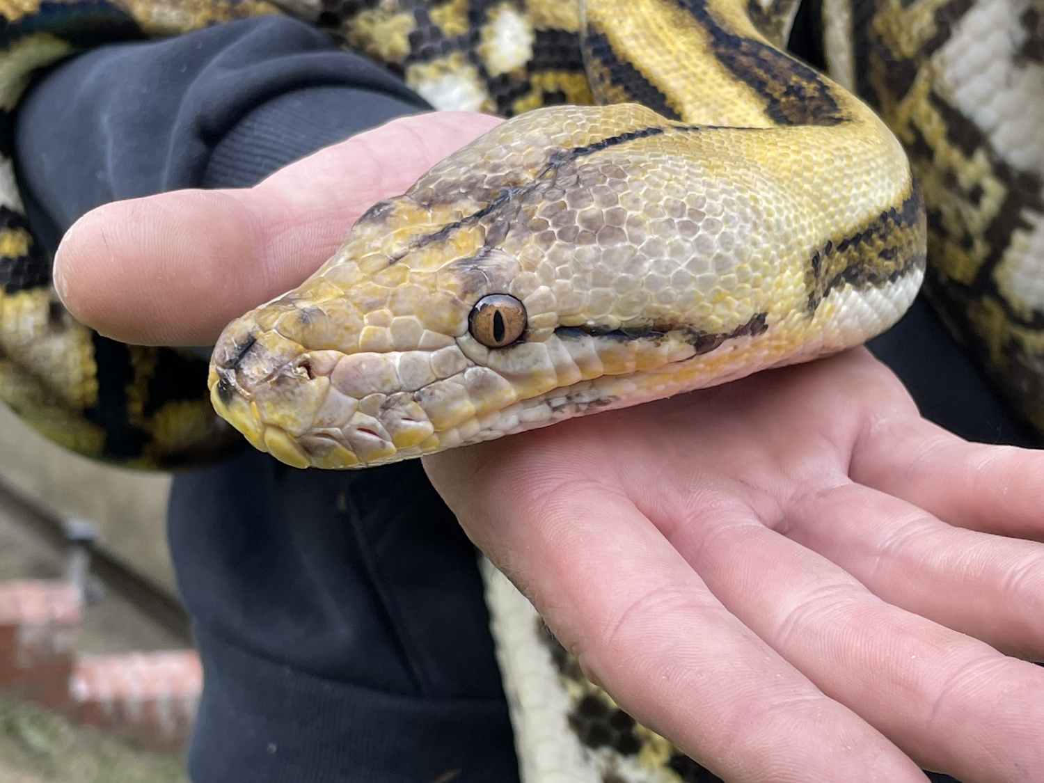 Citron Tiger Het Albino Reticulated Python by Madmorphs