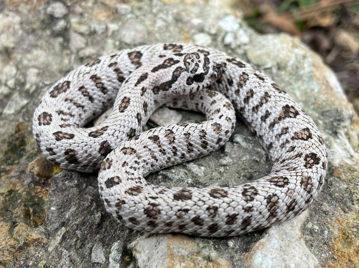 Super Arctic Western Hognose by Snakes at Sunset