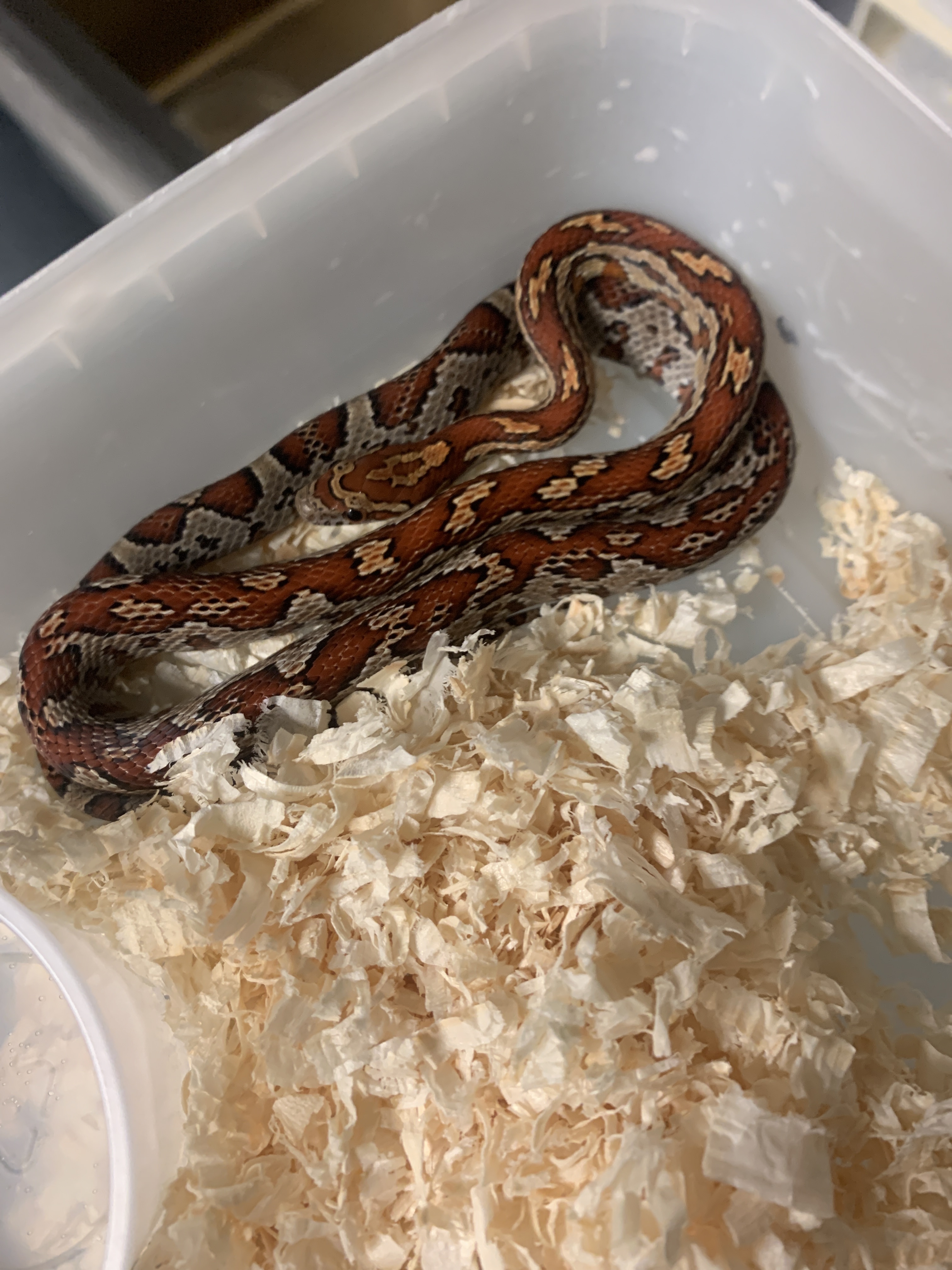 Aztec Corn Snake by New Moon Reptiles, LLC