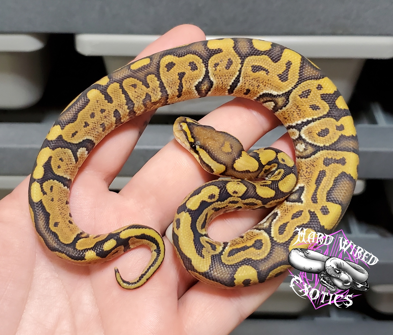 Jungle Woma Ghost Ball Python by Hard Wired Exotics