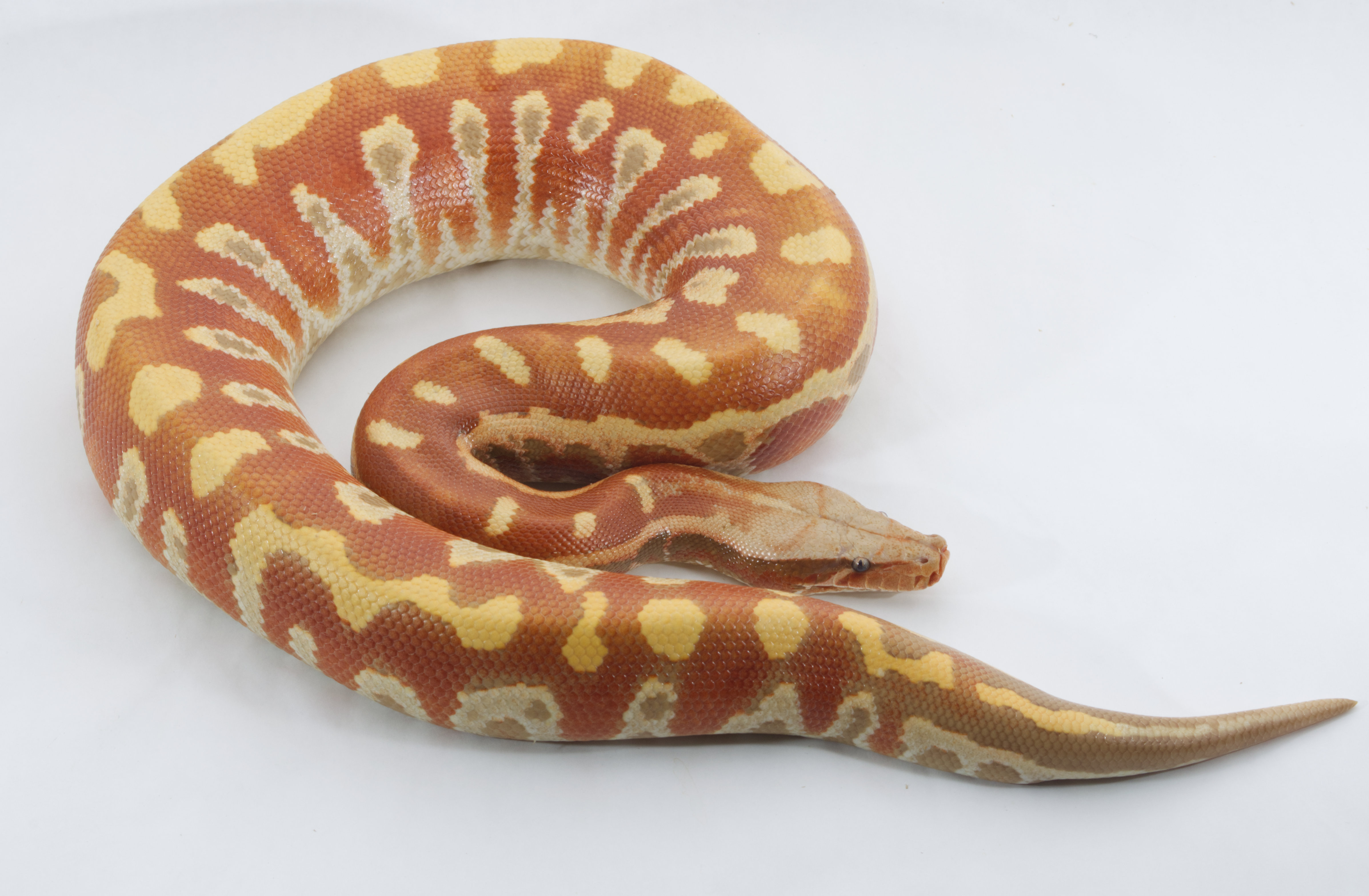 T+ Albino Blood Python by Arrowhead Serpents