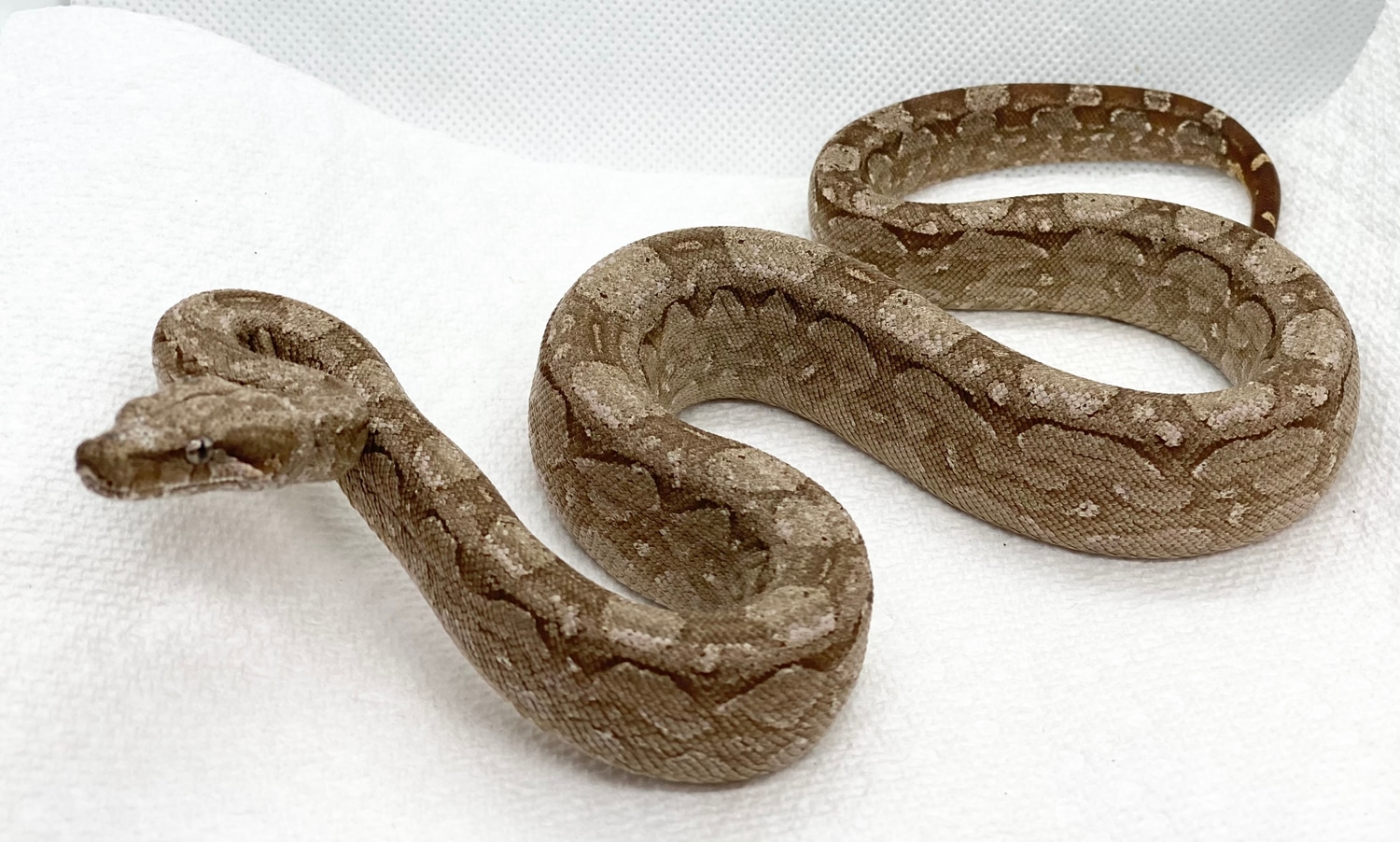 T+ Argentine Boa Boa Constrictor by Eisel Reptiles