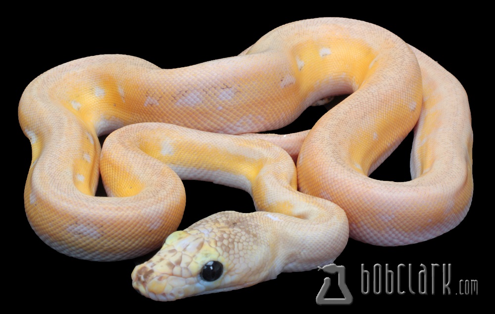 Ultra Reticulated Python by Bob Clark Reptiles