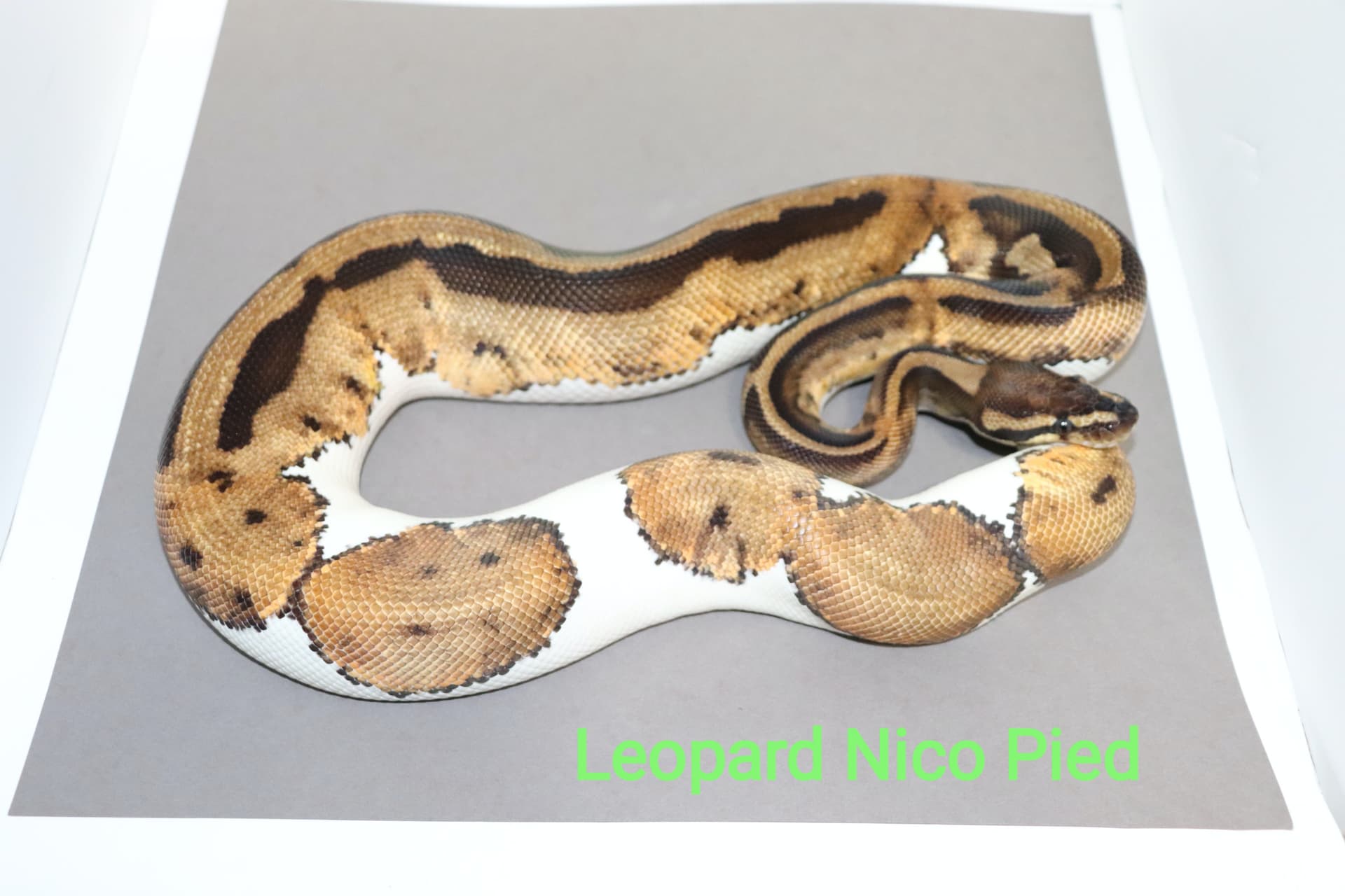 Leopard Nico Pied by DNJ Pythons