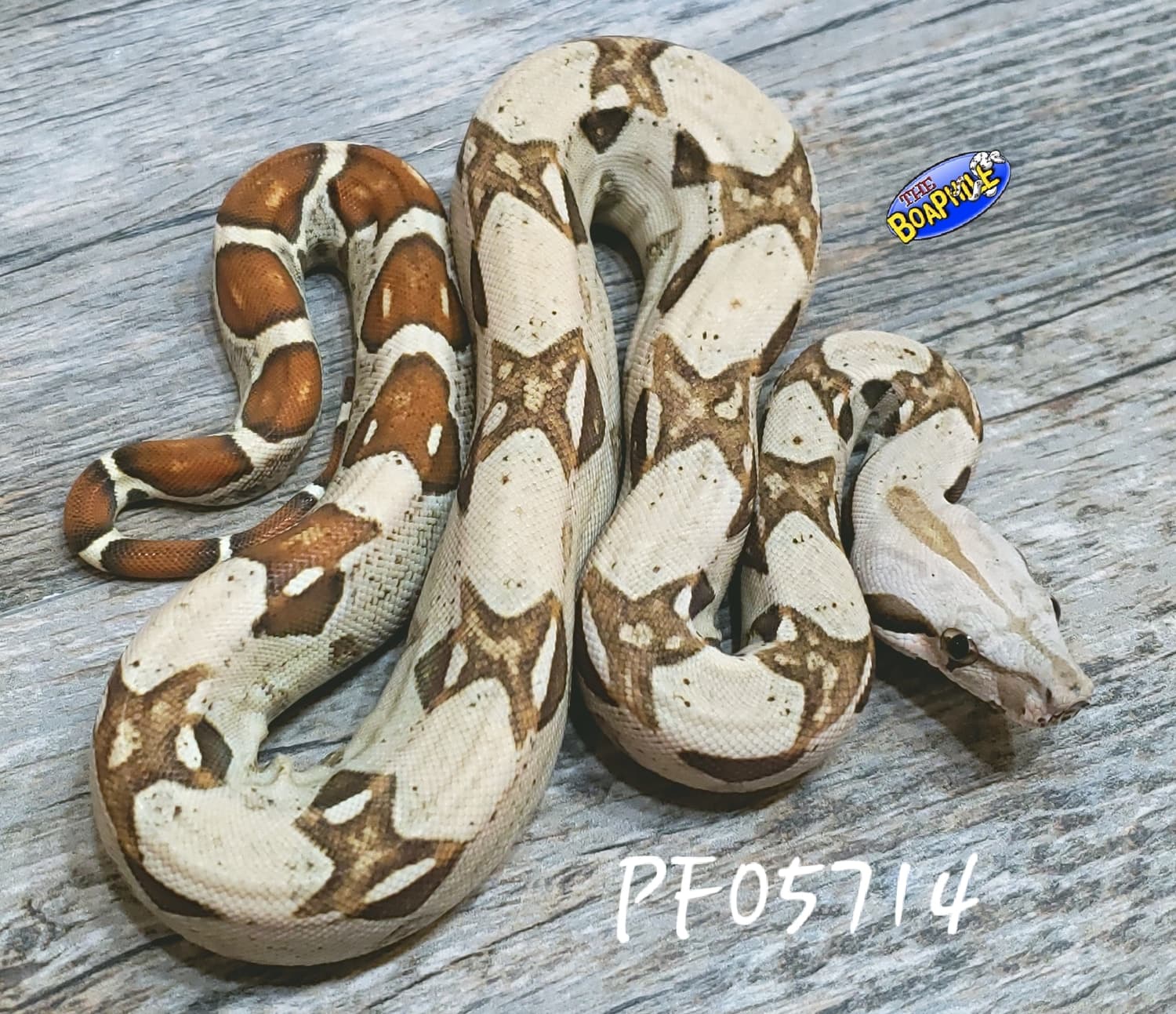 Prodigy Boa Constrictor by Boaphile Jeff Ronne