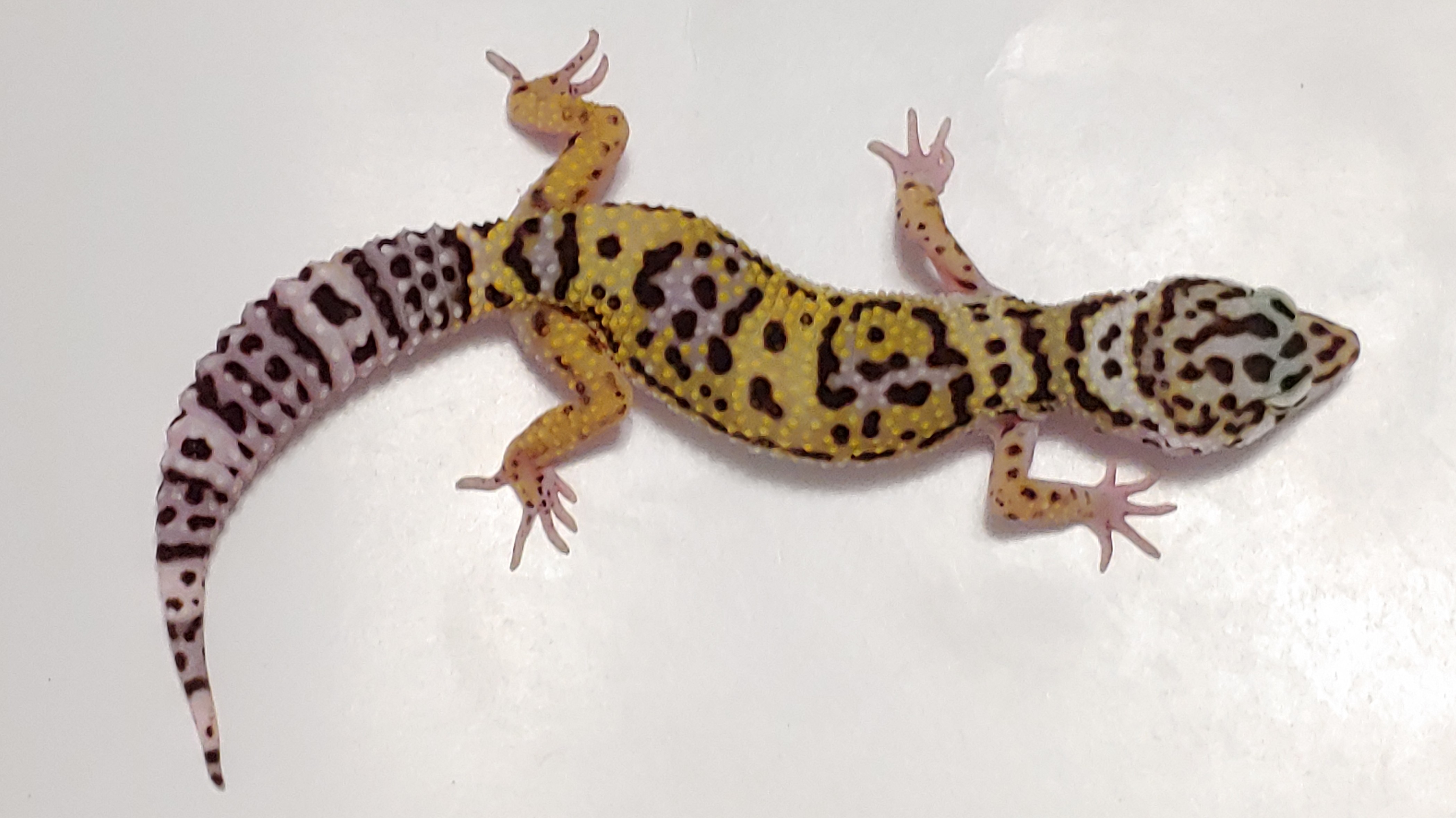 Super Giant Leopard Gecko by Alexander Lizards & eXotic Reptiles