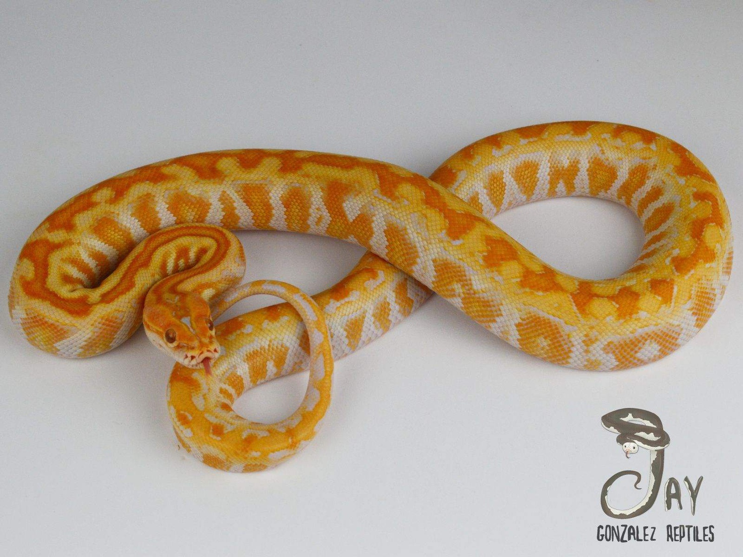Albino Champagne Het Granite Burmese Python by Jay Gonzalez Reptiles