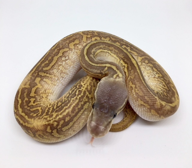 Pastel (Possible Pastave) Monsoon Ball Python by Dave Green Reptiles