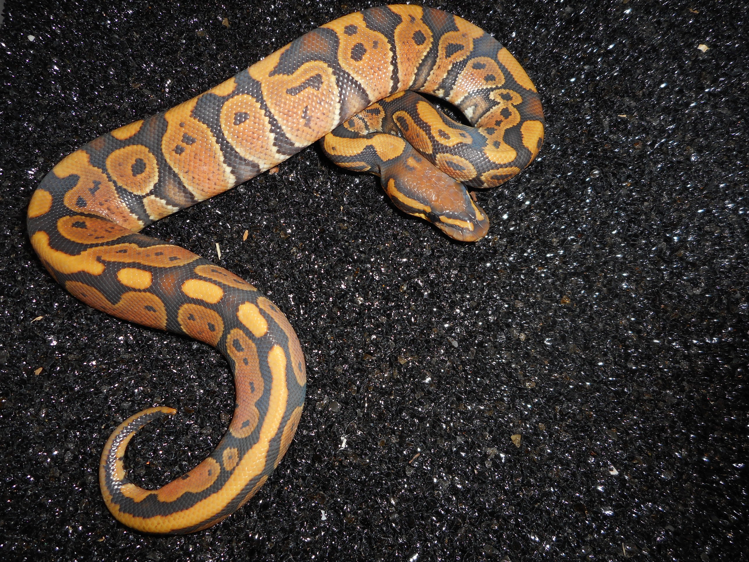 Super Nr Mandarin Ball Python by Nuyten Reptiles