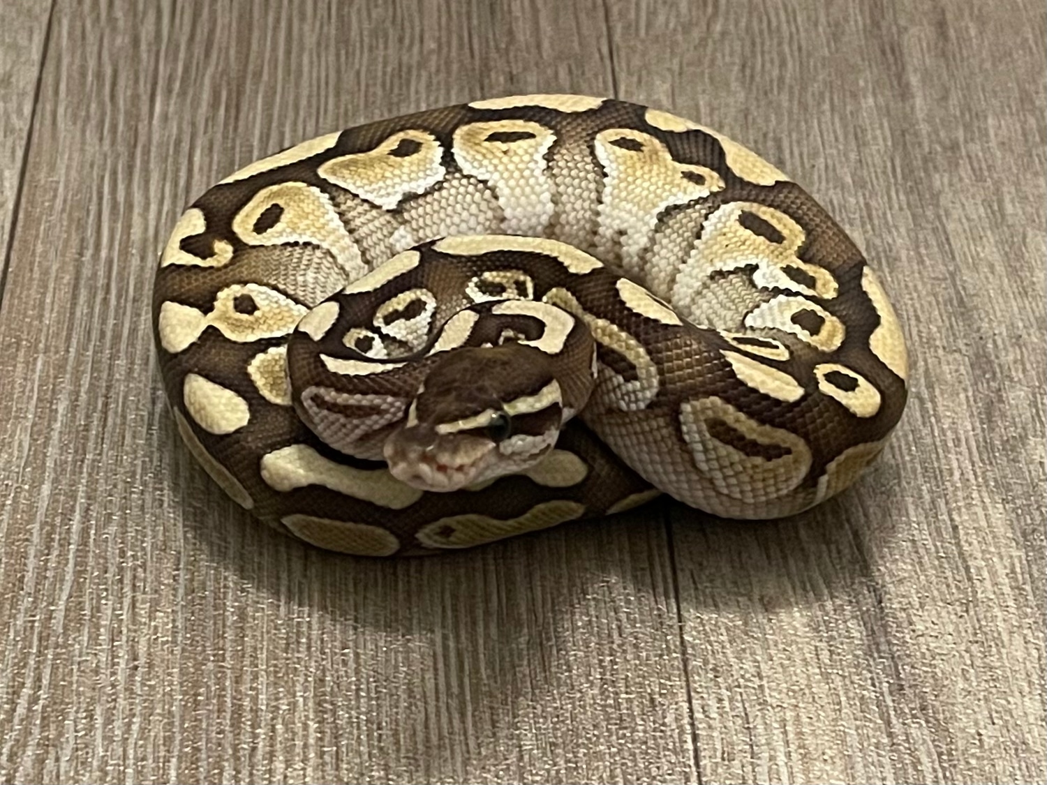 Butter CB21 Male Ball Python by Obsessive Recessive