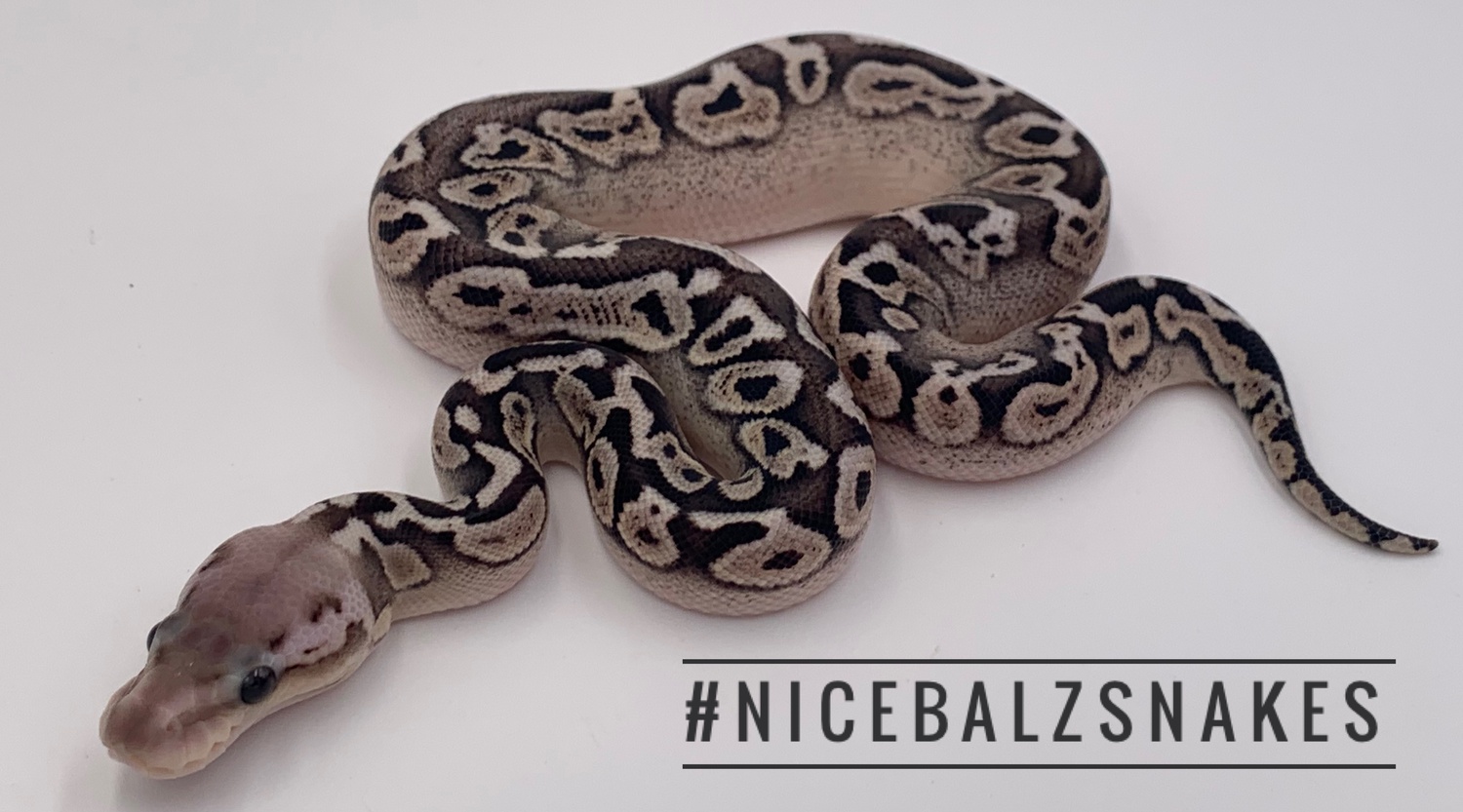 Pewter White Lace 66% Het Clown Ball Python by Nicebalz Snakes