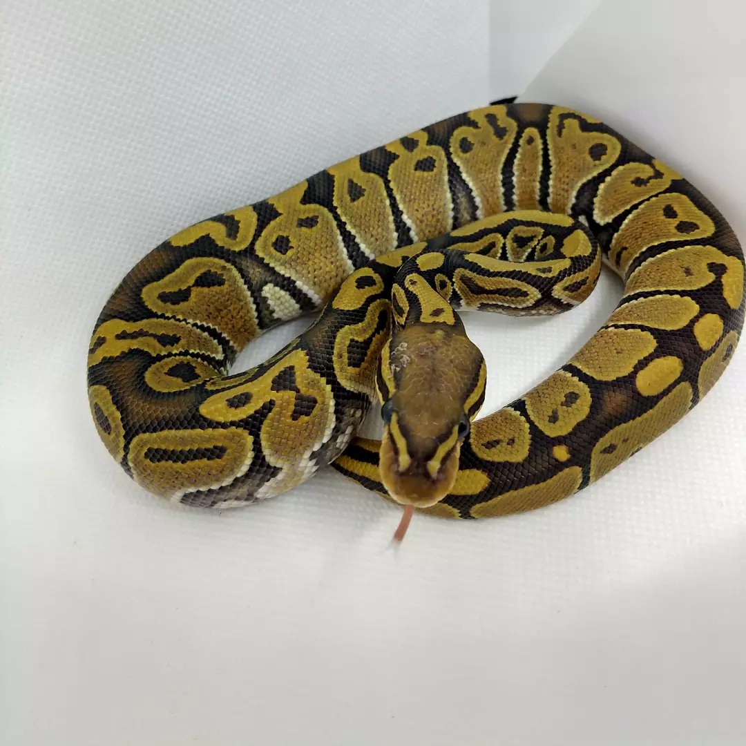 Orange Ghost Ball Python by Lead Free Reptiles