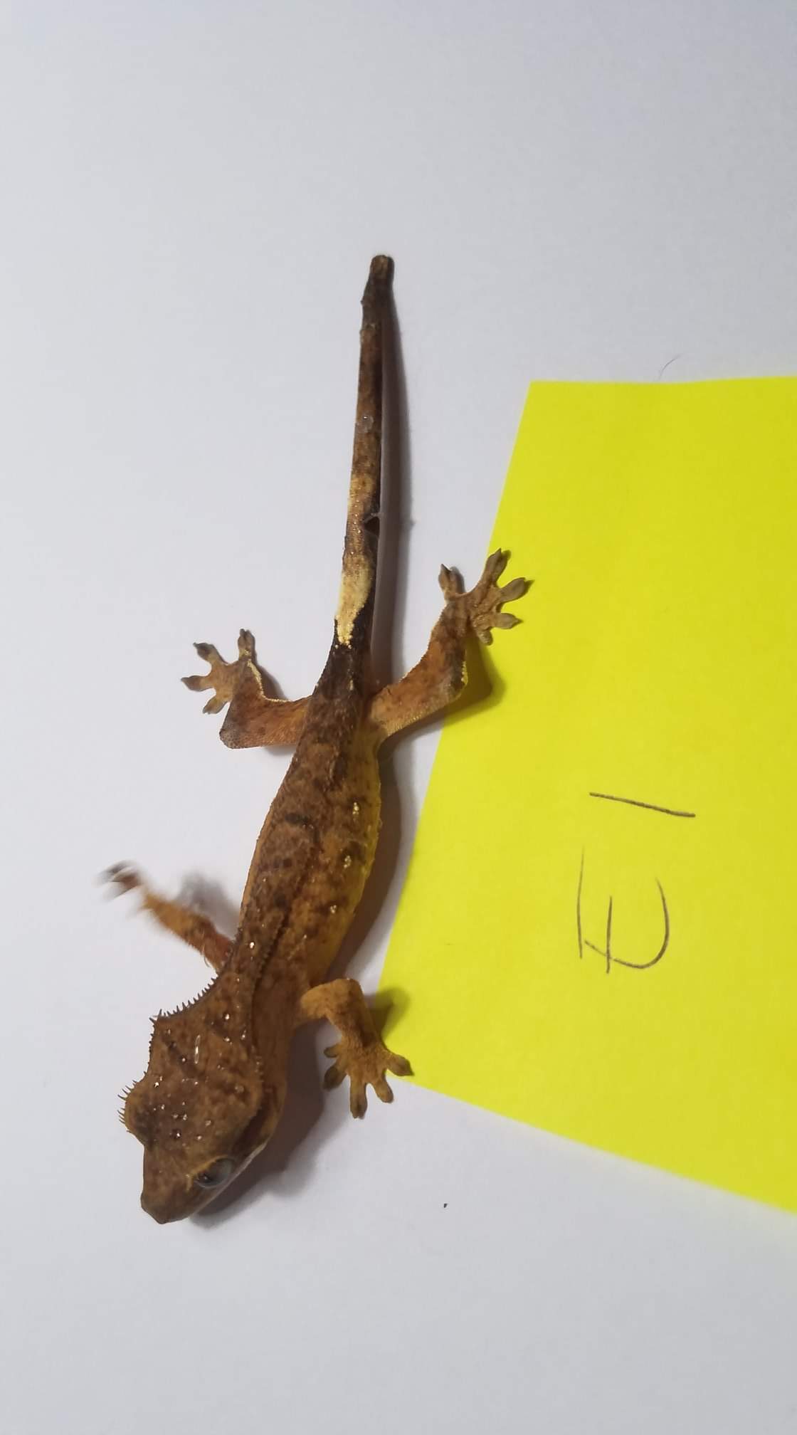 Portholes Crested Gecko by Dragon Licks