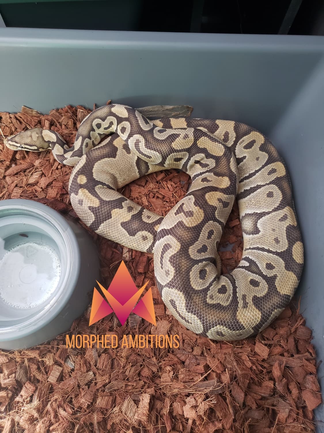 Vesper Ghost Ball Python by Morphed Ambitions