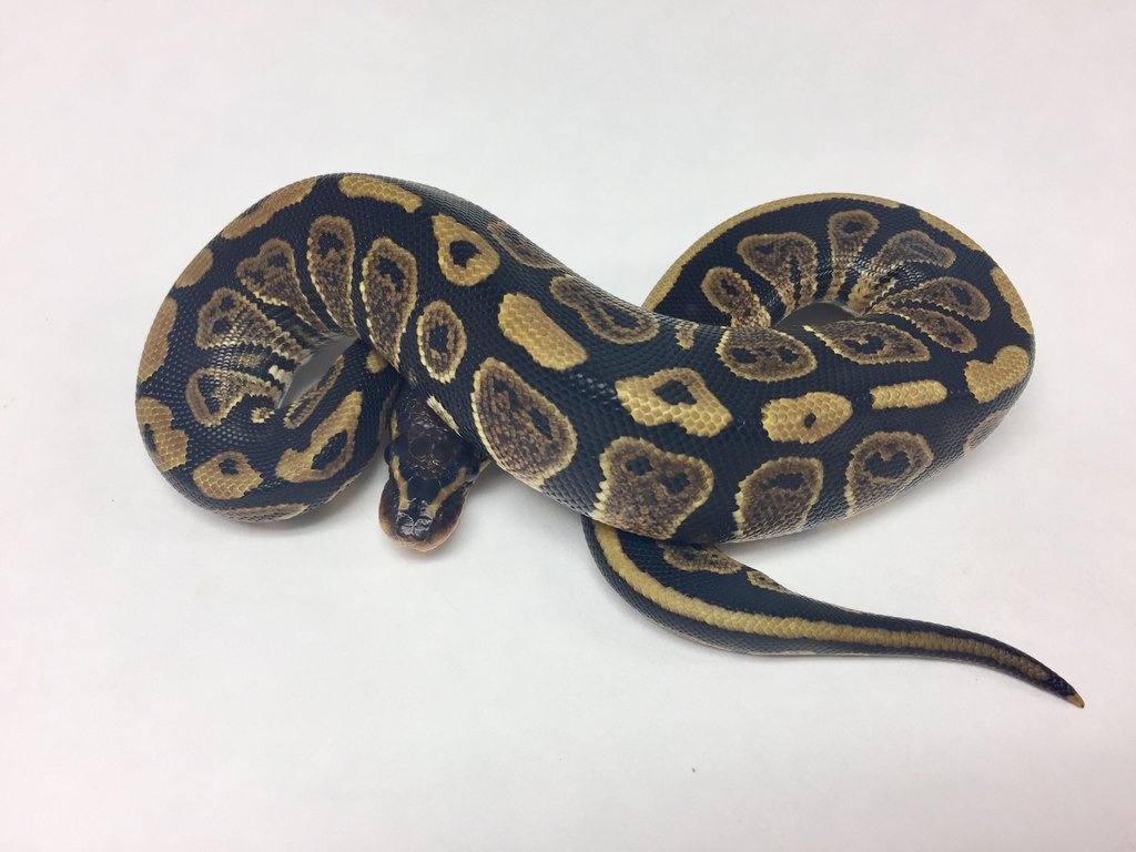 Chocolate Ball Python by BHB Reptiles