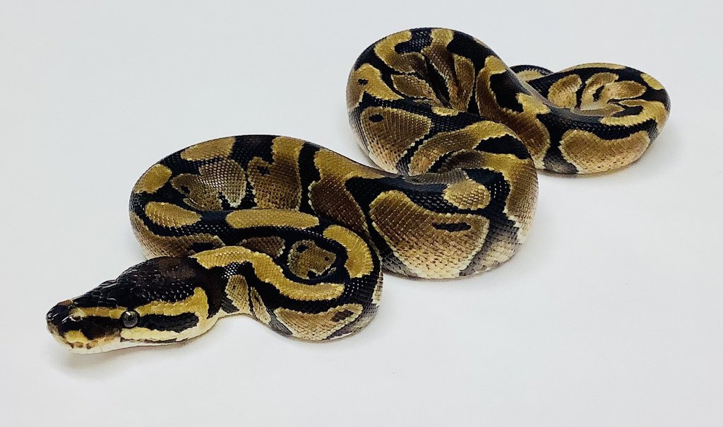 Enchi Ball Python by BHB Reptiles