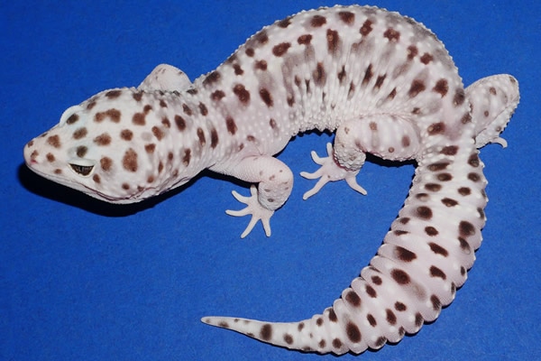 Gem Snow Leopard Gecko by Geckos Etc. Herpetoculture