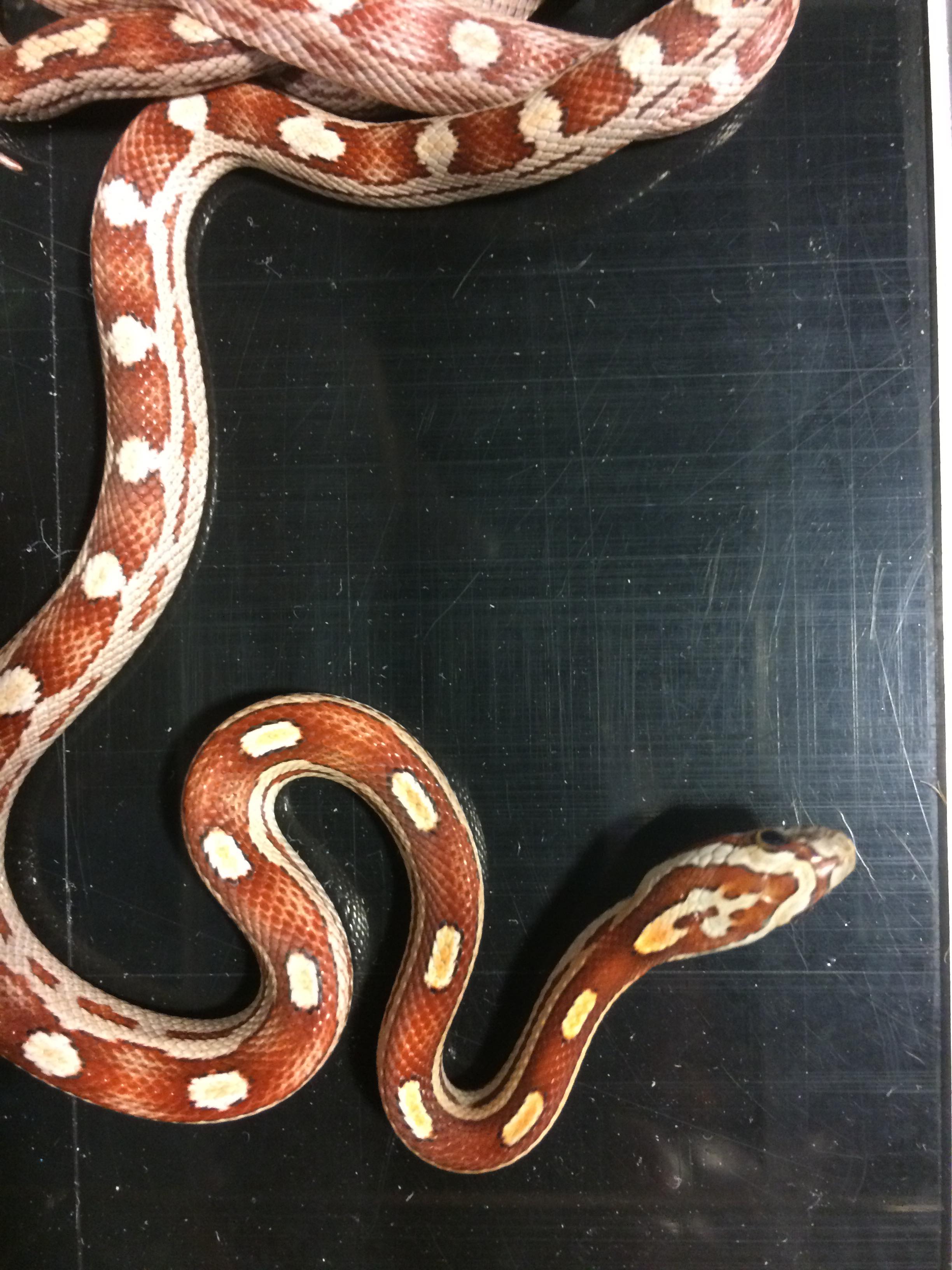 Motley Corn Snake by Adrians Captive Creations
