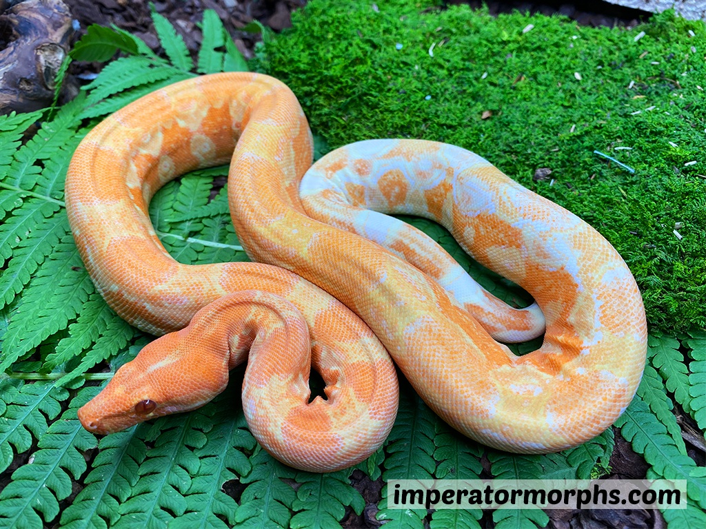 Red Dragon Boa Constrictor by Imperatormorphs GbR