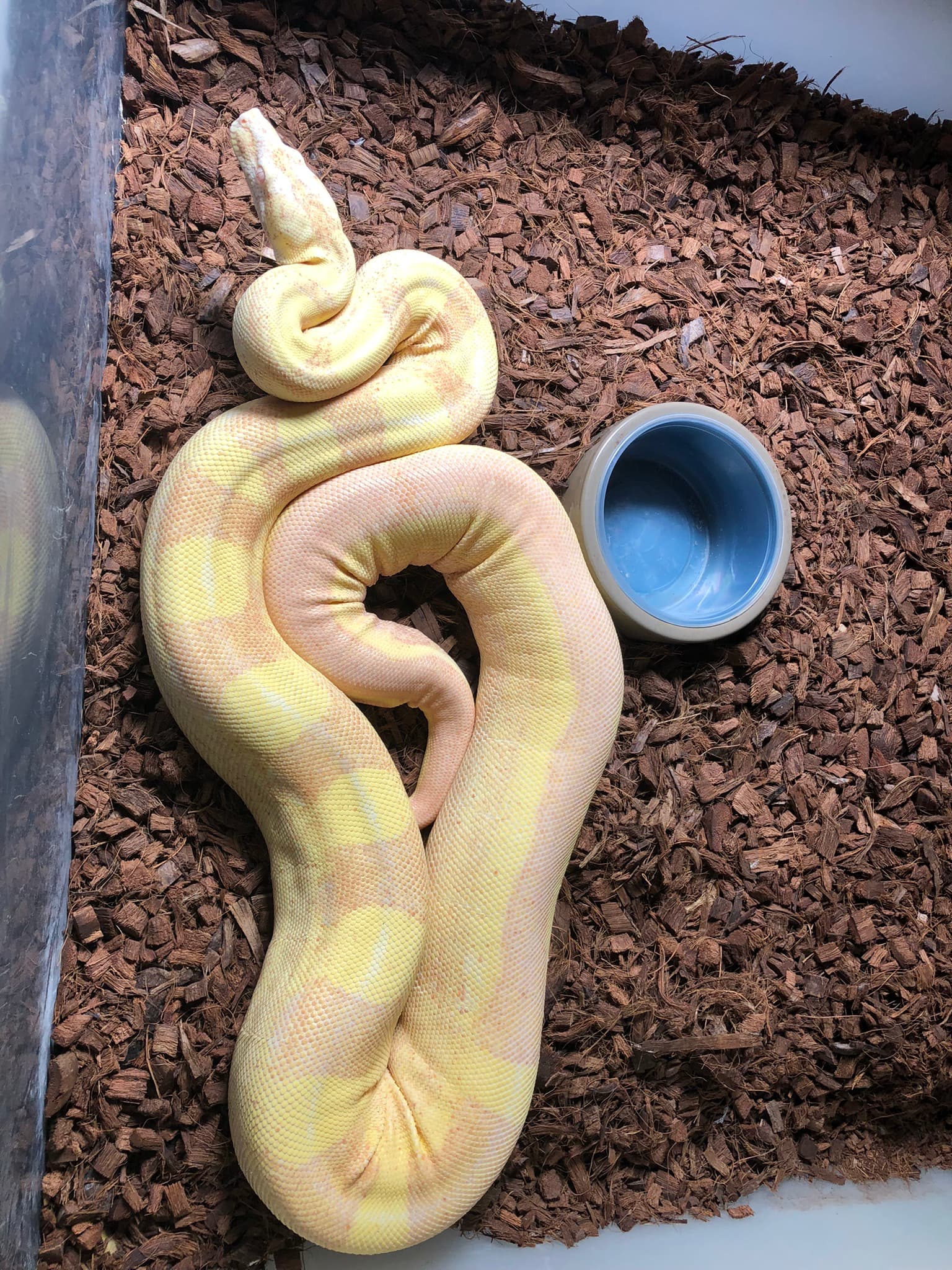 White snake turn yellow - Boa Constrictors - MorphMarket Reptile Community