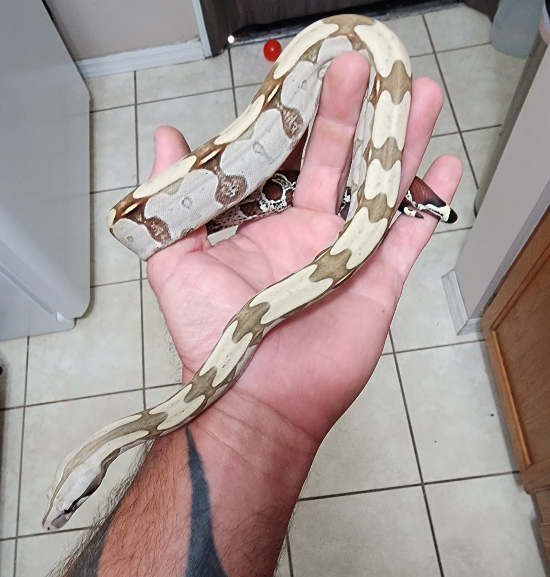 Boa Constrictor developing white spots in color? - Boa Constrictors -  MorphMarket Reptile Community