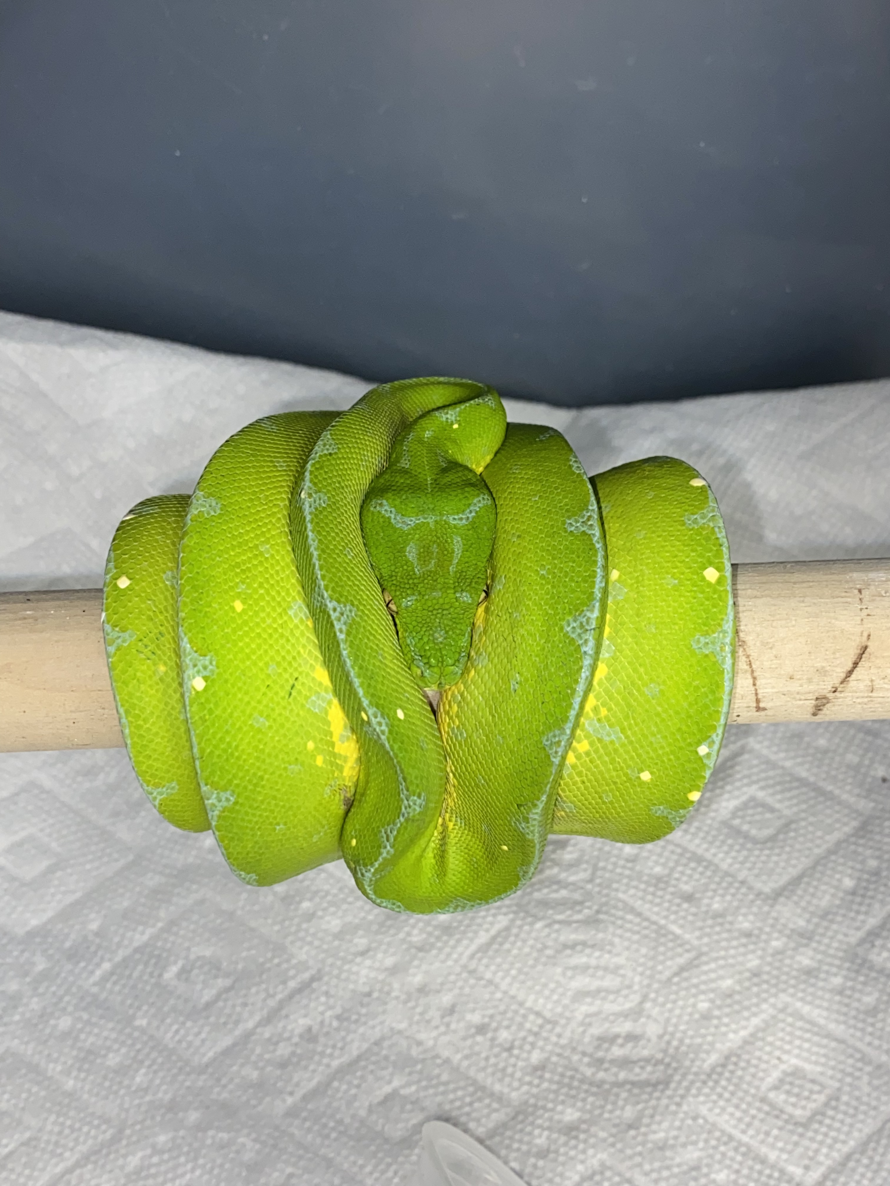 Manokwari Green Tree Python by Serpent Source LLC