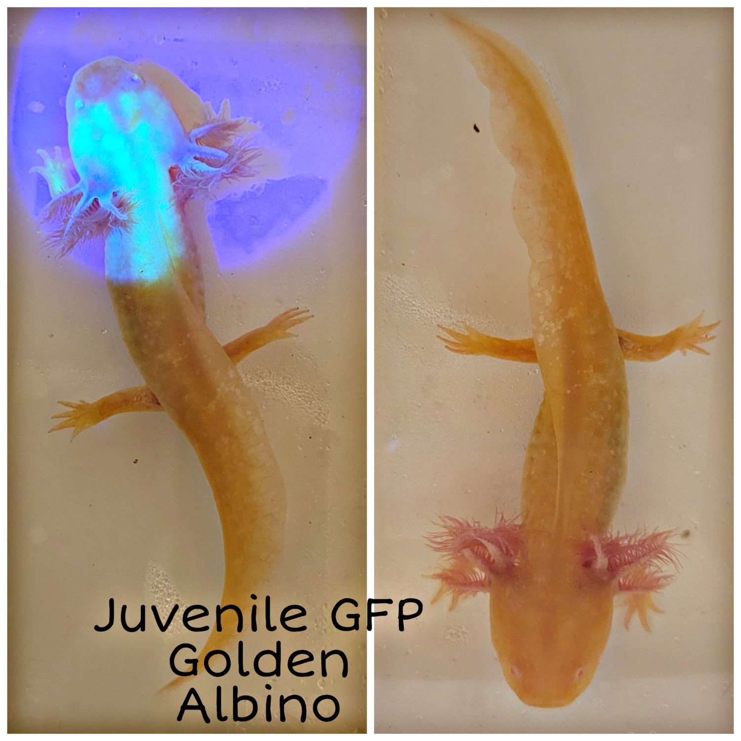 GFP Golden Albino Axolotl by A Lotl Love