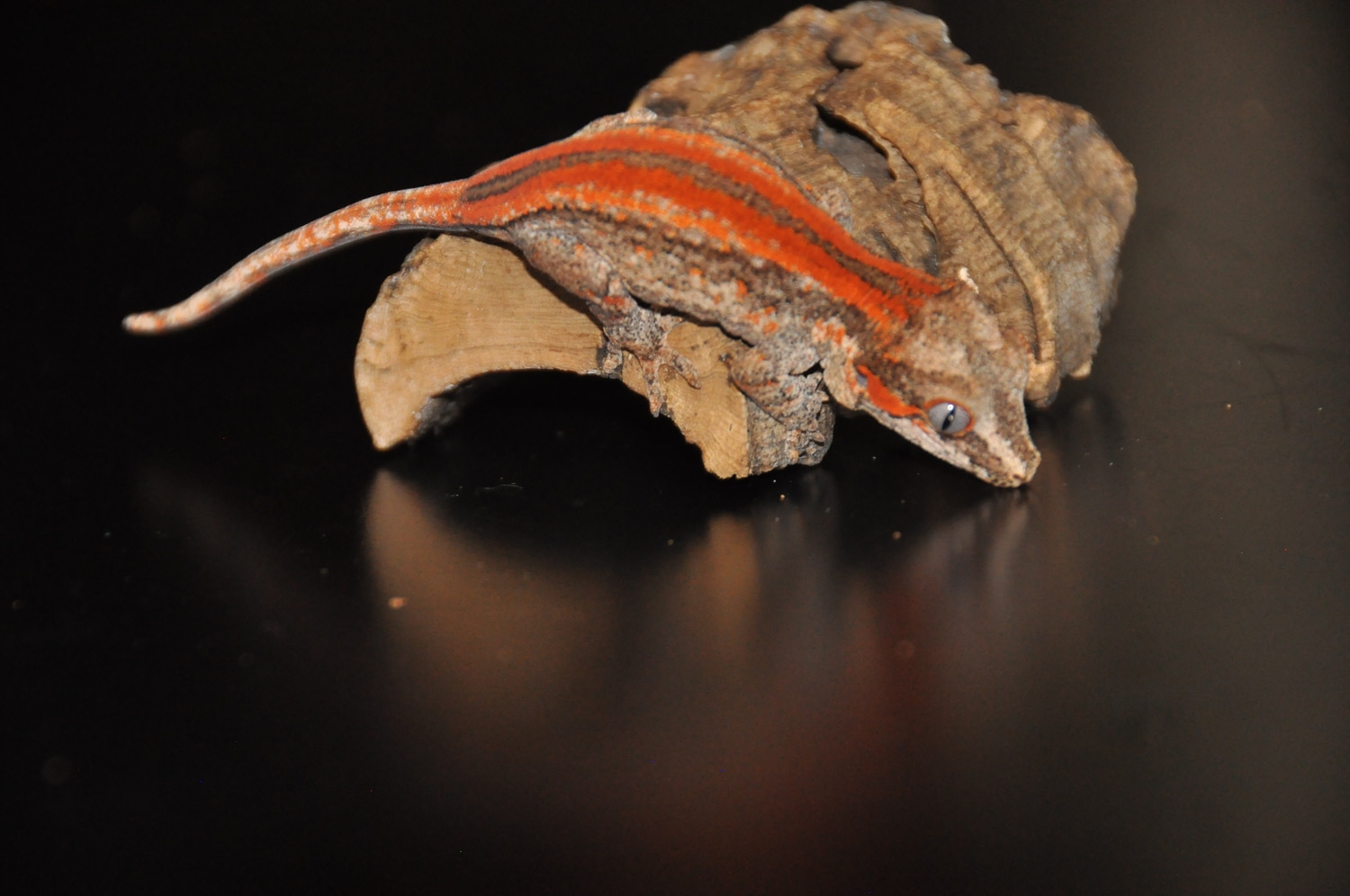 BACON Red And Orange Striped Gargoyle Gargoyle Gecko by B.A.R Reptiles