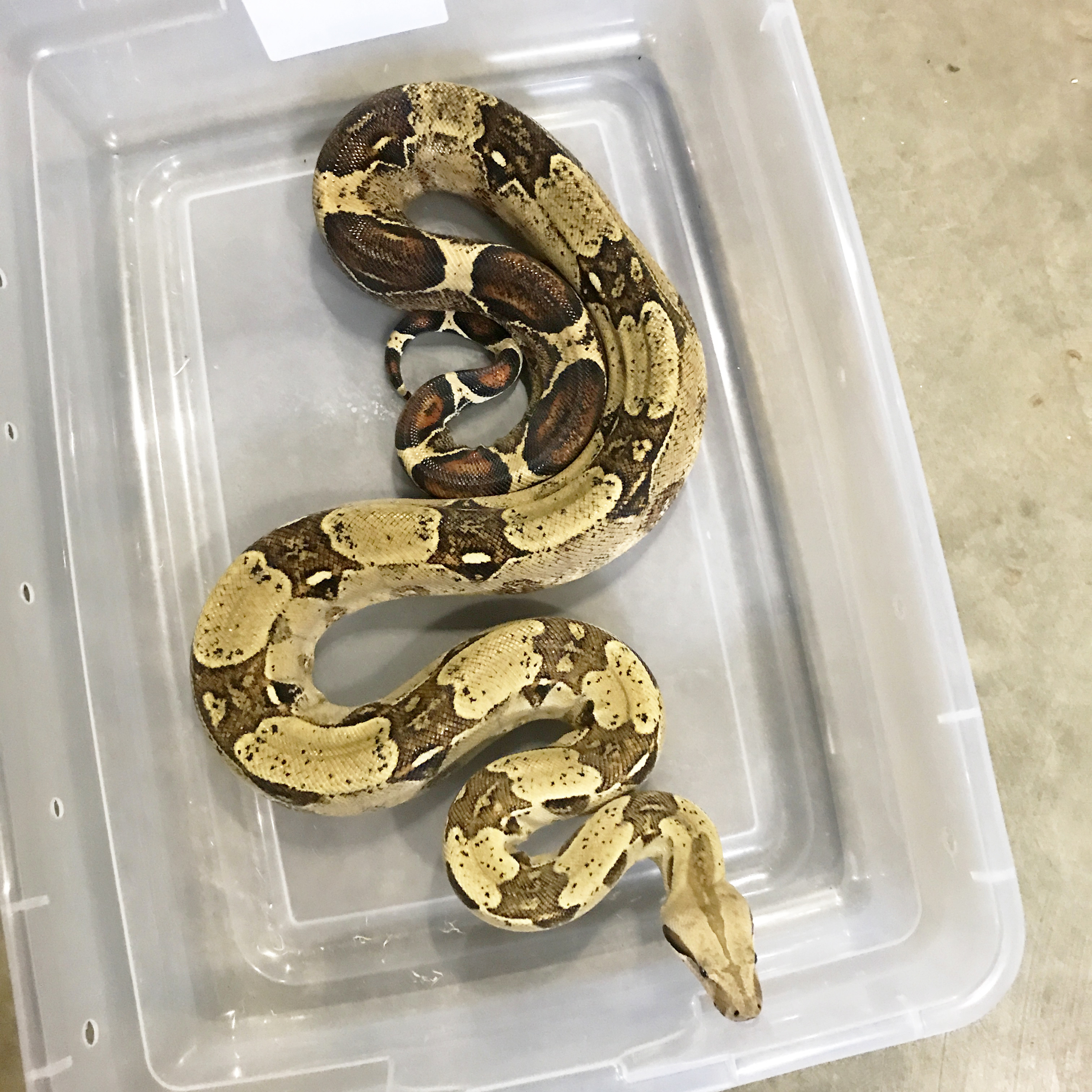 Harlequin Boa Constrictor by Boas Abound