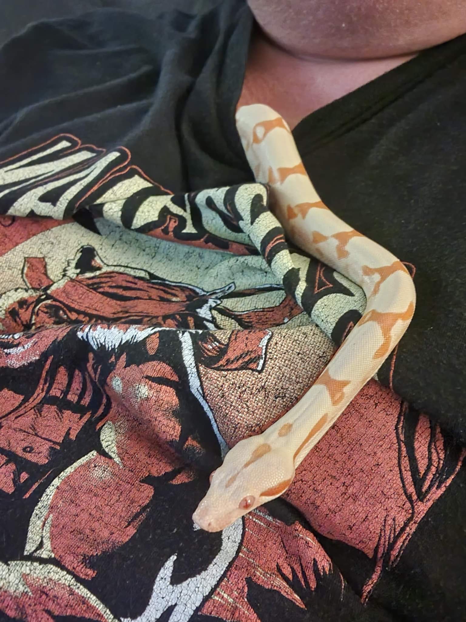 I Have A Mission For You Guys - All Reptiles - MorphMarket Reptile ...