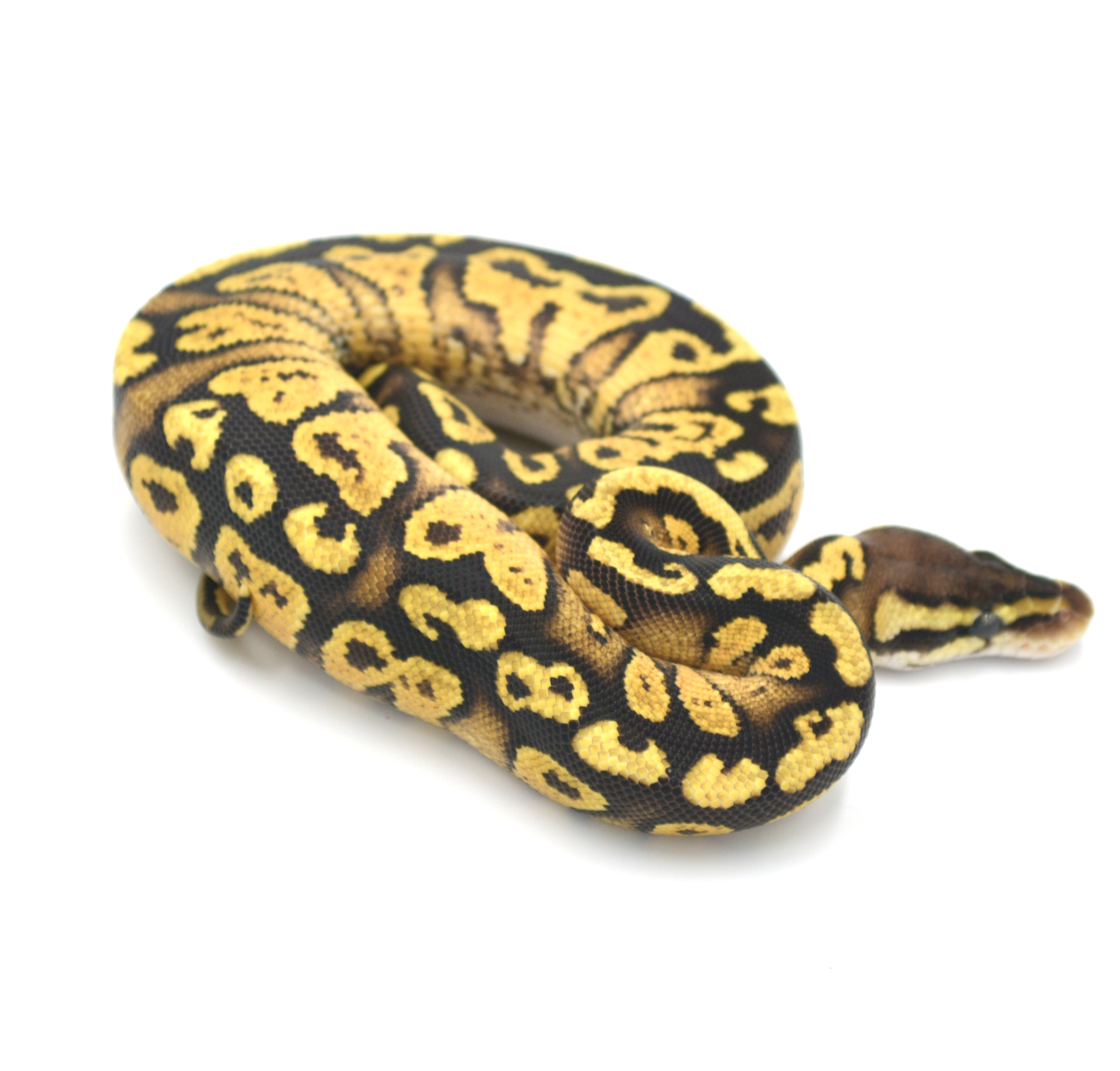 Pastel Paint Ball Python by Wreck Room Snakes