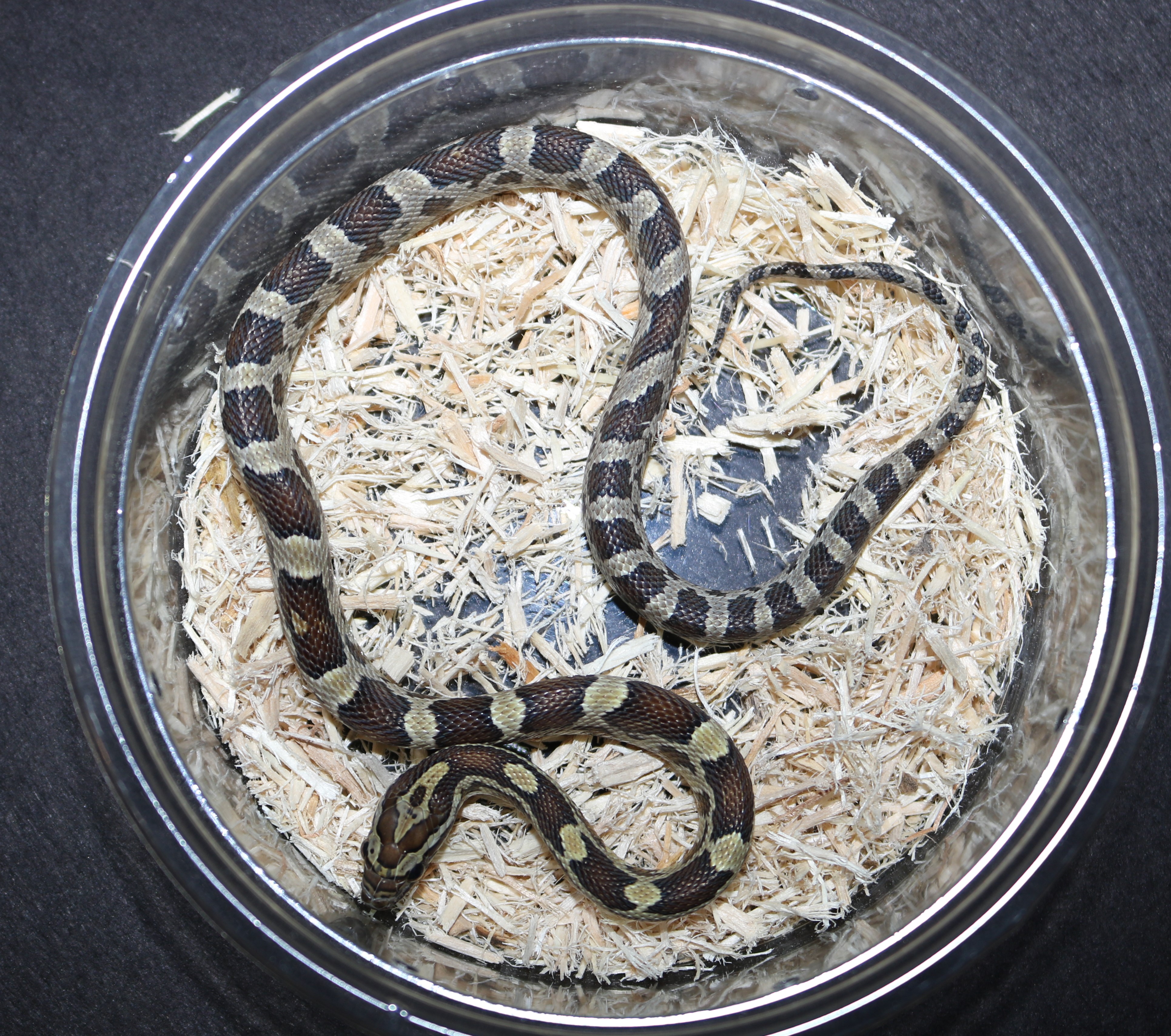 Caramel Corn Snake by Wards World Of Reptile Propagation