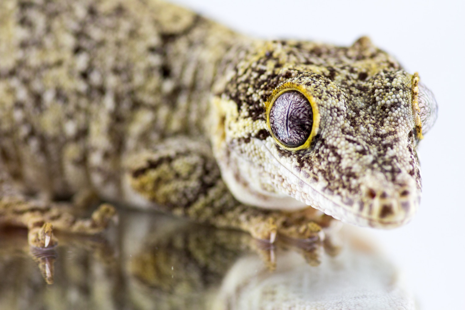 Phantom Eyed Gargoyle Gargoyle Gecko by The Phantom Gecko